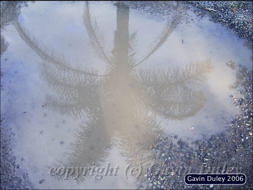 Palm tree reflection, Mudgereebah.jpg